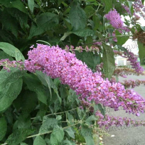 Buddleja Pink Delight Butterfly Bush | ScotPlants Direct
